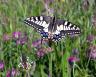 machaon