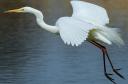 grande-aigrette.jpg