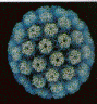 retrovirus.GIF