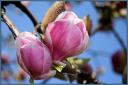 printemps-magnolias-actualite-tihange-thiange-934426.jpg