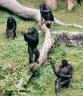 bonobos-5.jpg