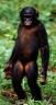 bonobos2.jpg