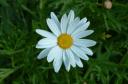 marguerite_daisy_b1.jpg