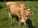 vache-5.JPG