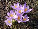 crocus.JPG