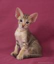 chaton-25.jpg