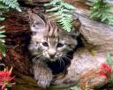 chaton-29.jpg