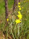 tulipes_2.jpg