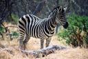 zebre.jpg