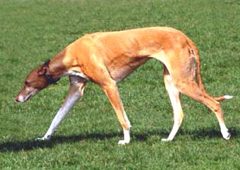 whippet