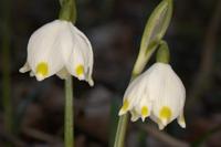 leucojum-4376