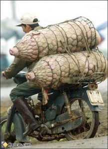 cochon-moto-chine