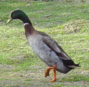 canard-coureur-indien-colvert01